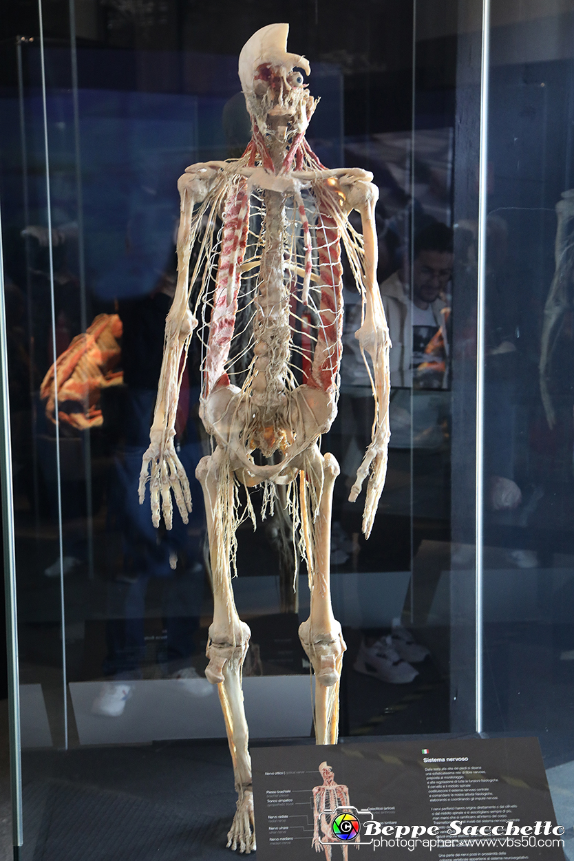 VBS_2952 - Sistema nervoso - Mostra Body Worlds.jpg